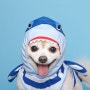 오사카 펫파라다이스 고베점 강아지옷 구입