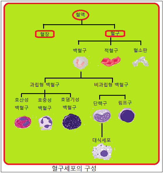 활동결핵증•호염구•호염기•호염기체•과립형백혈구•과립성백혈구•비과립형백혈구•무과립성백혈구•호산성백혈구•산호성백혈구•호중성백혈구 ...