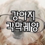 강아지 각막궤양