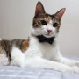 고양이 수제 가죽 목걸이 - 선물용 보타이 목걸이를 만들어 보았습니다. (천연가죽, 리넨사)