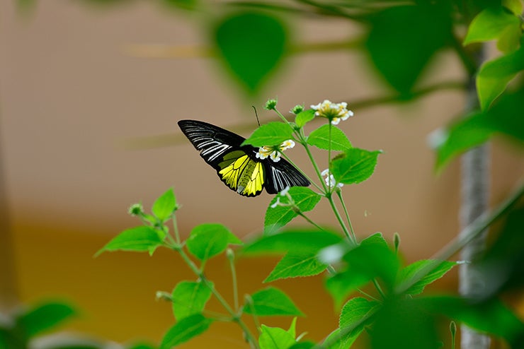 골든버드윙 (Troides rhadamantus) : 네이버 블로그