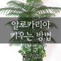 알로카리아(아라우카리아) 키우기 물주기