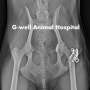 토글막대를 이용한 강아지 고관절 탈구교정 (Stabilization of Hip Luxation Using Tolggle Rod Fixation in a Dog) [청주지웰동물병원]