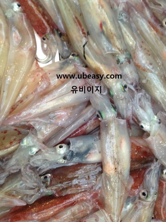 한치, 오징어와 차이를 느낀다. : 네이버 블로그