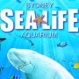 시드니 대표 어트랙션 1, "씨라이프 수족관 (Sea LifeAquarium)"
