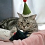 고양이장난감 :: 더로얄그로서리 크리스마스 박스 & 고양이건강수첩