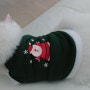 고양이옷 크리스마스룩