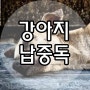 강아지 납중독