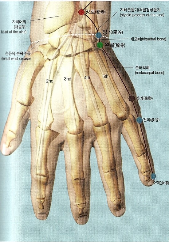 수태양소장경 장부혈 : 양곡 : 네이버 블로그