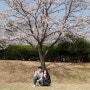 [국내여행 18.03.31] 창원 기능대(교육단지) 벚꽃구경