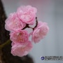 [사진여행_서울]그리움이 더해지는 봄꽃 소식
