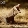 코모도왕도마뱀(Varanus komodoensis): 현존하는 드래곤, 가장 거대한 도마뱀