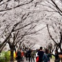 부산 삼락공원 둑길 벚꽃 풍경 4월1일 현재