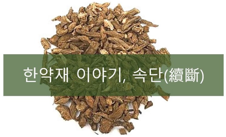 속단(續斷)의 효능 : 네이버 블로그