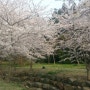 제주의 봄, 벚꽃 산책