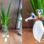 [네오마리카 그라실리스 키우기] 워킹 아이리스/학란이라 불리는 붓꽃과 식물