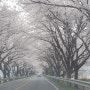 봄나들이~하동 화개 ~쌍계사 십 리 벚꽃길~