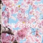 2018 벚꽃 축제 명소, 개화시기
