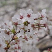 동락공원 벚꽃 - 봄 나들이 다녀왔어요