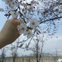여의도 벚꽃축제 어제 다녀왔어요
