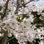 이번주 일본 오사카 주변 벚꽃 만개 소식 Akashi park