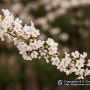 [사진여행_서울]당현천의 봄 - 벚꽃 만개