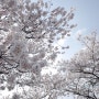 청주 무심천 벚꽃구경 / 라토커피