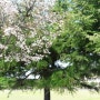 영암 벚꽃구경