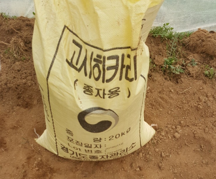 고시히카리 볍씨 파종('18. 4.1) : 네이버 블로그