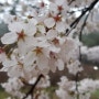 광주근교 벚꽃놀이 보성 대원사