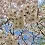 도심지에서 누리는 4월의 벚꽃 놀이와 산책의 여유 #탄천