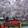 울산 무거천 궁거랑 벚꽃축제 ( 울산 여행 )