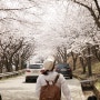 남해 벚꽃여행