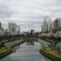 2018 불광천 벚꽃축제 4월6일(금)부터 시작됩니다