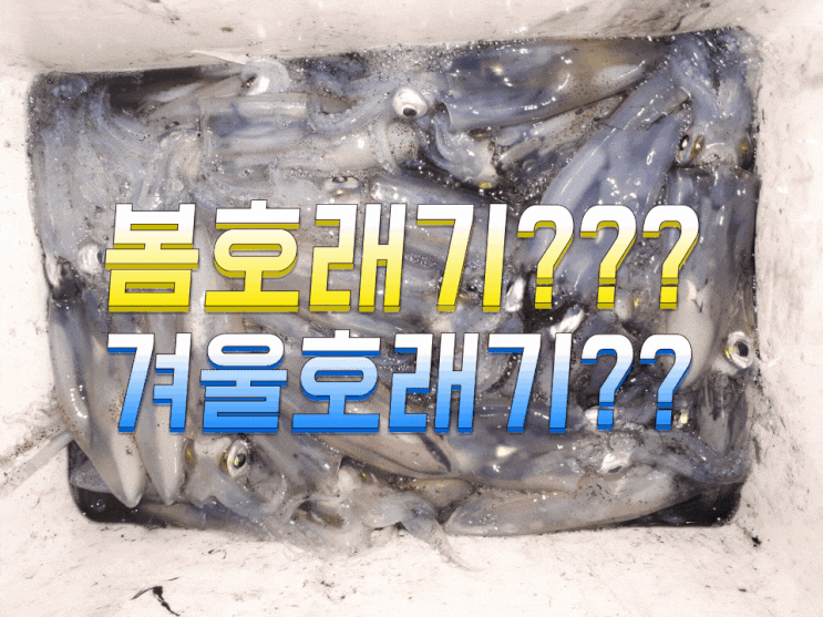 호래기가 미쳤어요!! :: 봄호래기??겨울호래기?? : 네이버 블로그