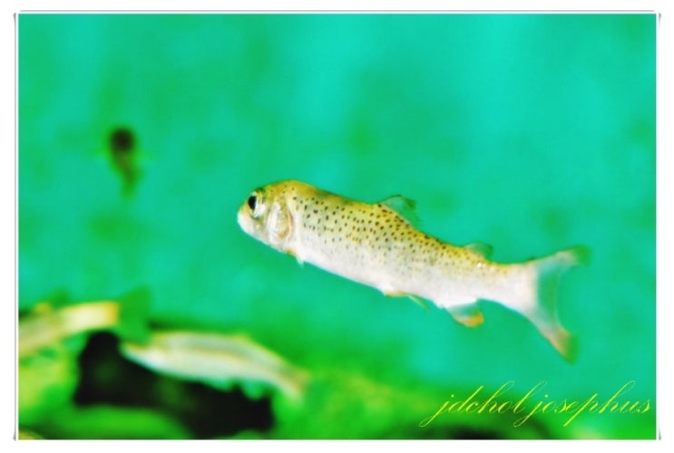 열목어(Brachymystax lenok (Pallas, 1773)) : 네이버 블로그