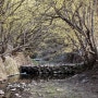 봄 트레킹/의성 산수유마을 개울가로 이어지는 산수유 꽃길