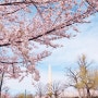 미국일상] 워싱턴DC 벚꽃페스티벌 + 블루보틀 커피 + 조지타운 컵케익!