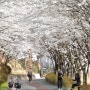 거창사진명소/ 거창의 벚꽃 사진명소 건계정 산책길