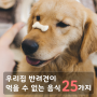 우리집 반려견이(강아지가) 먹으면 안 되는 음식 25가지!