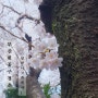 부산 벚꽃구경은 달맞이고개에서! (갤럭시S9+ 데세랄급 사진)
