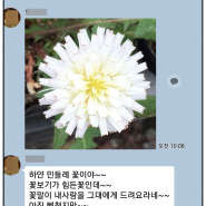 하얀민들레꽃말 박주희"자기야..." 노래선물 받아주세요.