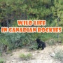 캐나다 록키여행중에 만난 야생동물들! - 아이스필즈 파크웨이의 블랙베어(Black Bear), 재스퍼의 뮬디어(Mule Dear), 미엣트 핫스프링 가는 길의 앨크(Elk) 등