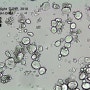 밀가루가 빵이 되는 과정 - 밀 전분의 호화 (현미경 관찰)