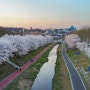 양재천 벚꽃 - 서울 벚꽃 명소
