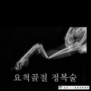 [운정동물의료센터] 요척골골절 정복술