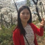 [테미공원] 벚꽃언덕