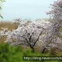 강릉 경포대 벚꽃축제 - 만개한 벚꽃 아래서