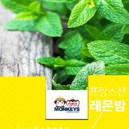 레몬밤 효능 + 프랑스산 정식수입 레몬밤이 떴다! 역시 몽키즈팩토리