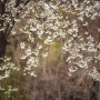 벚꽃이 피는계절 300미리 수동 반사 렌즈 연습
